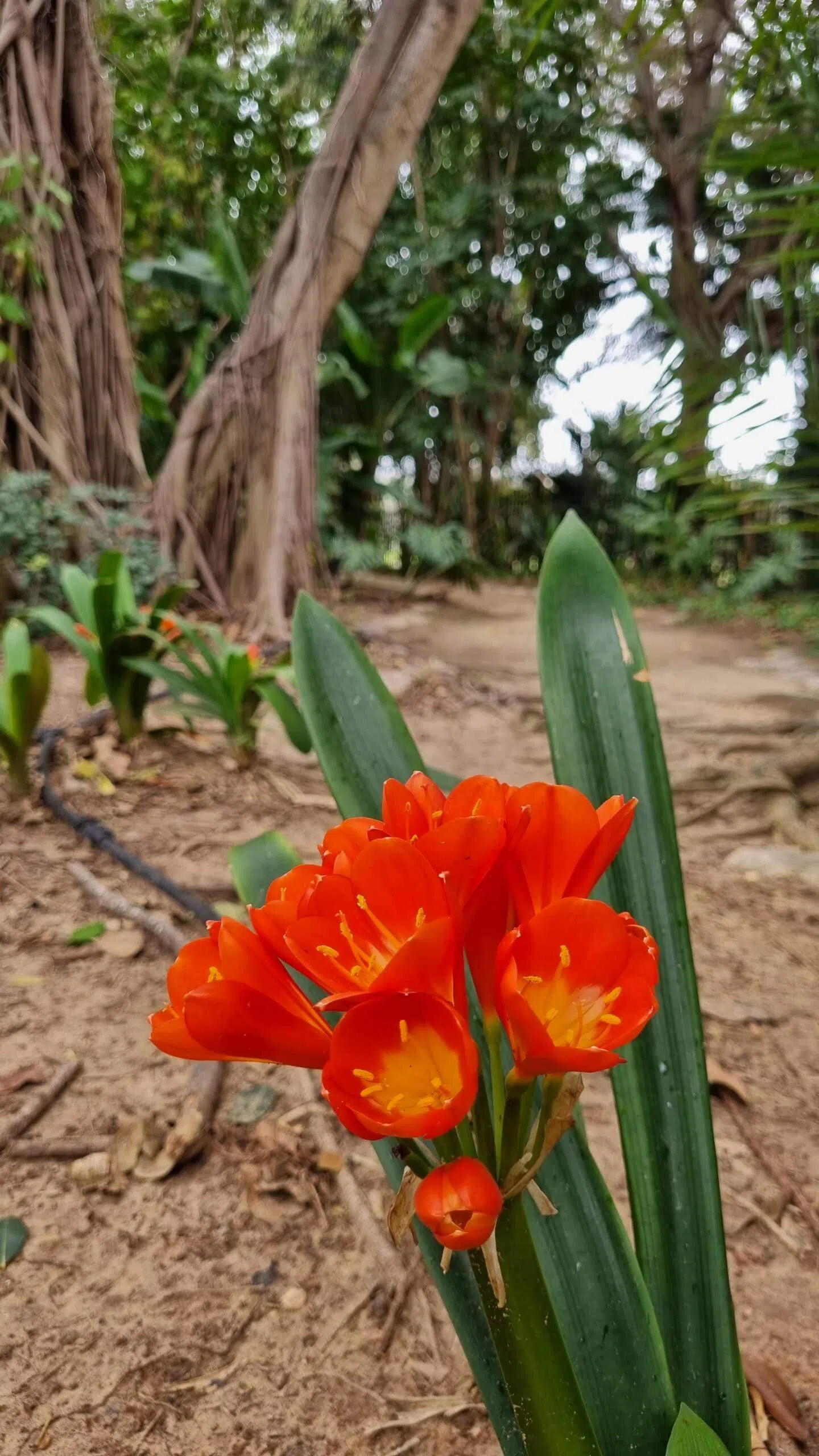 The Tropical Garden (HaGan HaTropi), Tel Aviv